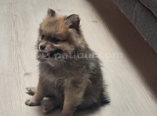 Pomeranian Boo Teddy Ayı Surat görsel