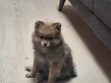 Pomeranian Boo Teddy Ayı Surat