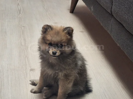 Pomeranian Boo Teddy Ayı Surat görsel