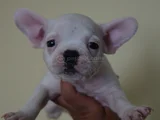 COMPACT ORJİNAL FRENCH BULDOGG YAVRULARİ ÇOK UYGUN