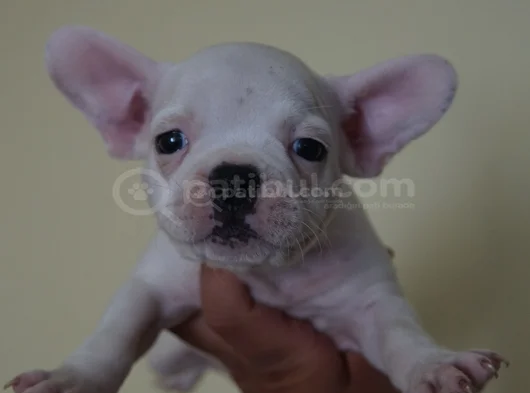 Compact Orji̇nal French Buldogg Yavrulari̇ Çok Uygun