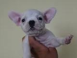 Compact Orji̇nal French Buldogg Yavrulari̇ Çok Uygun
