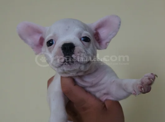 Compact Orji̇nal French Buldogg Yavrulari̇ Çok Uygun görsel