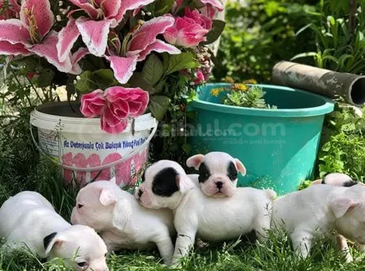 Üst Kali̇te French Buldogg Bebekleri̇mi̇z
