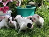 Üst Kali̇te French Buldogg Bebekleri̇mi̇z