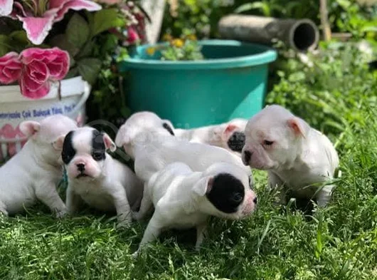 Üst Kali̇te French Buldogg Bebekleri̇mi̇z görsel