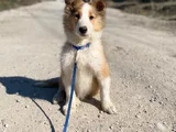 Rough Collie Lassie Yavrularımız