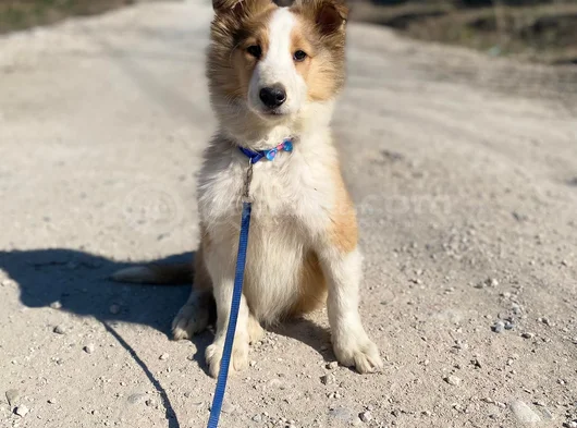 Rough Collie Lassie Yavrularımız
