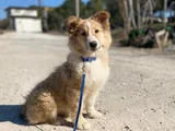 Rough Collie Lassie Yavrularımız