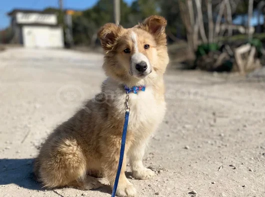 Rough Collie Lassie Yavrularımız görsel