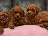 Uygun Fiyatlı Toy Poodle Yavrular