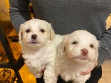 Pamuk Gibi Maltese Bebişler