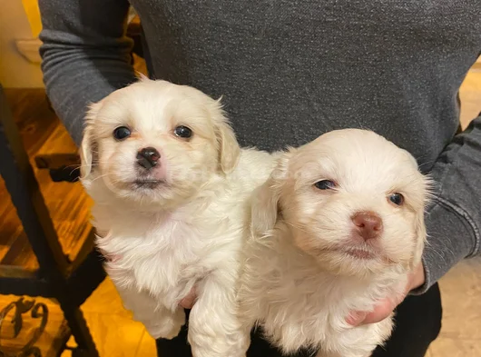 Pamuk Gibi Maltese Bebişler görsel