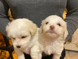 Pamuk Gibi Maltese Bebişler