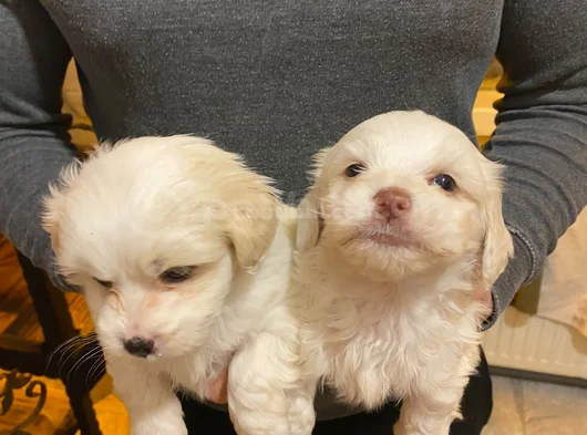Pamuk Gibi Maltese Bebişler görsel