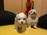 Ev Doğumu Maltese Bebegimiz
