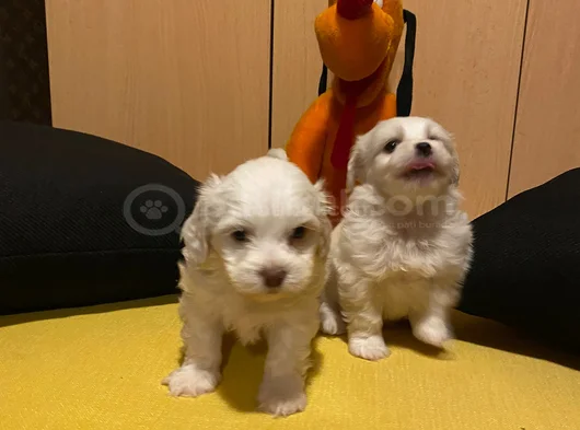 Ev Doğumu Maltese Bebegimiz görsel