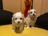 Ev Doğumu Maltese Bebegimiz