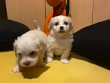 ev doğumu maltese bebegimiz