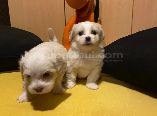 Ev Doğumu Maltese Bebegimiz