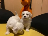 Ev Doğumu Maltese Bebegimiz