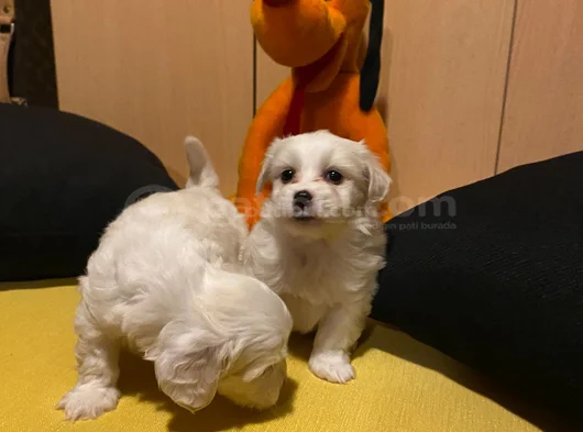 Ev Doğumu Maltese Bebegimiz görsel