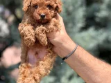 Uygun Fiyatlı Toy Poodle Yavrular