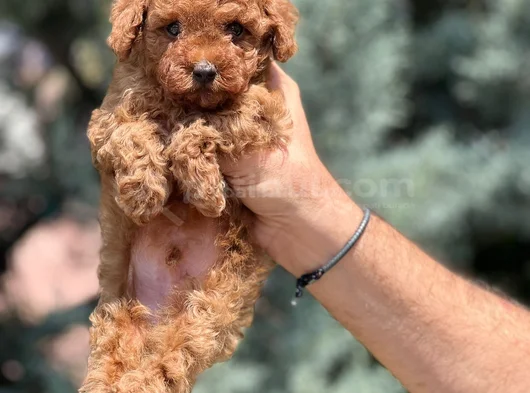 Uygun Fiyatlı Toy Poodle Yavrular görsel