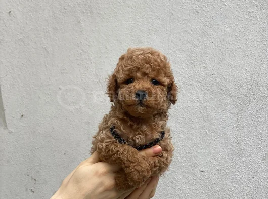 Uygun Fiyatlı Toy Poodle Yavrular görsel