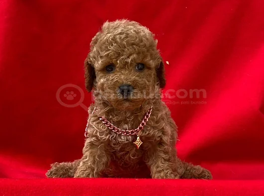 Uygun Fiyatlı Toy Poodle Yavrular