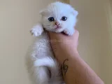 Odd eyes ve top kafa scottish fold bebeklerim