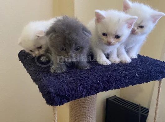 Odd Eyes Ve Top Kafa Scottish Fold Bebeklerim görsel