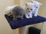 Odd Eyes Ve Top Kafa Scottish Fold Bebeklerim
