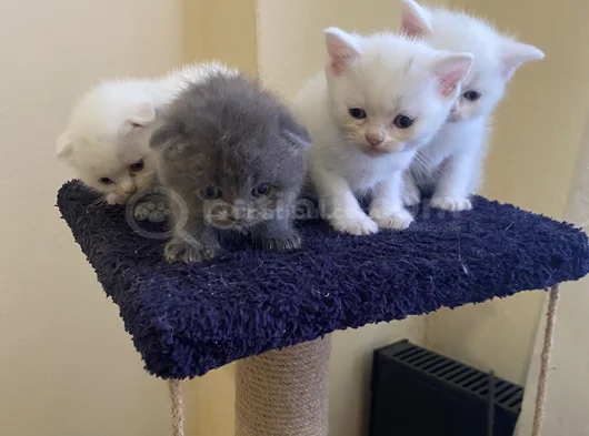Odd Eyes Ve Top Kafa Scottish Fold Bebeklerim görsel