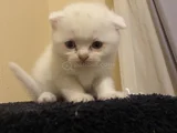 Odd Eyes Ve Top Kafa Scottish Fold Bebeklerim