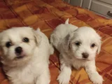 Kar Beyazı Maltese Bebeklerimiz