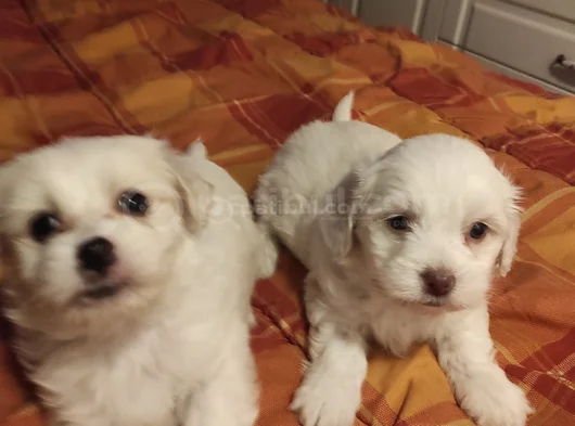 Kar Beyazı Maltese Bebeklerimiz görsel