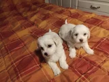 Kar Beyazı Maltese Bebeklerimiz