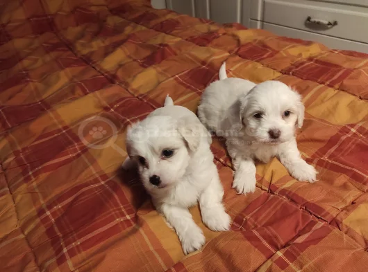Kar Beyazı Maltese Bebeklerimiz görsel