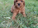Poodle Ayarında Maltipoo Yavrular