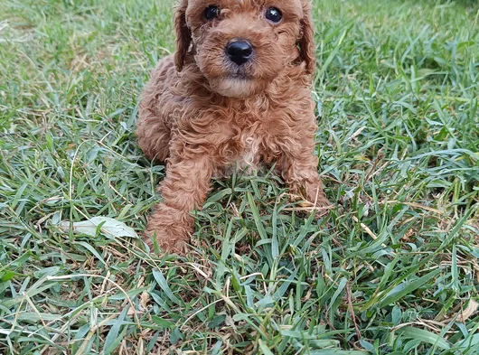 Poodle Ayarında Maltipoo Yavrular görsel