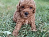 Poodle ayarında Maltipoo Yavrular
