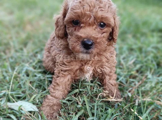 Poodle Ayarında Maltipoo Yavrular