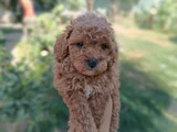 Poodle Ayarında Maltipoo Yavrular