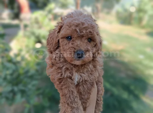 Poodle Ayarında Maltipoo Yavrular görsel