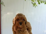 Poodle Ayarında Maltipoo Yavrular