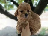 Poodle Ayarında Maltipoo Yavrular