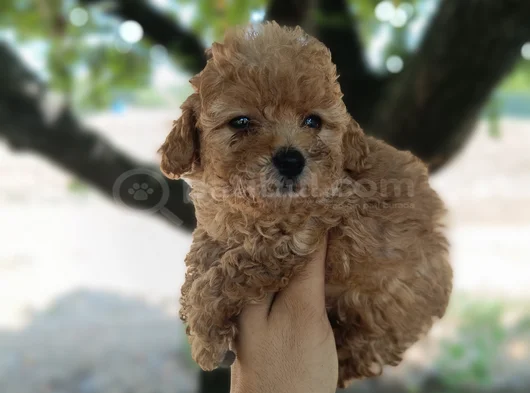 Poodle Ayarında Maltipoo Yavrular görsel