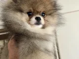 Biblo Surat Küt Burun Pomeranian Boo