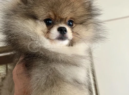 Biblo Surat Küt Burun Pomeranian Boo görsel
